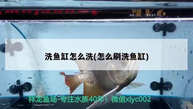 红龙鱼喂食量多少合适 红龙鱼喂食量多少合适呢 祥龙水族护理水 第2张