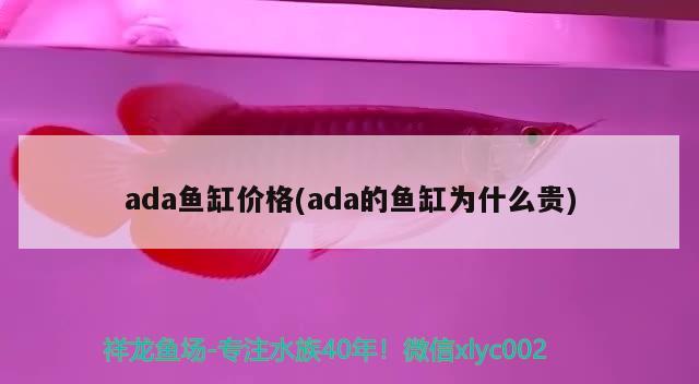 ada鱼缸价格(ada的鱼缸为什么贵) 红老虎鱼