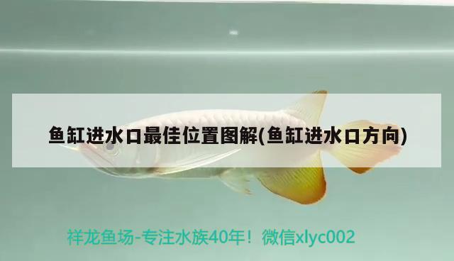 鱼缸进水口最佳位置图解(鱼缸进水口方向) 祥龙鱼场品牌产品