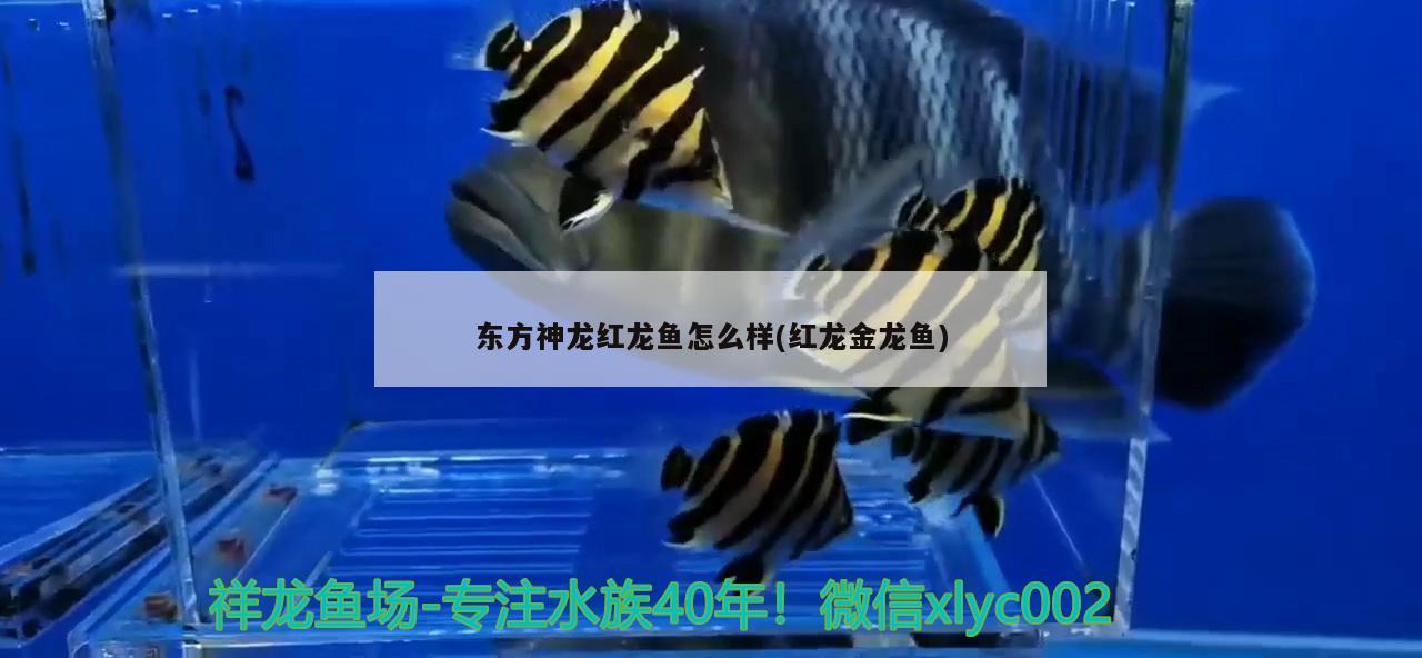 东方神龙红龙鱼怎么样(红龙金龙鱼) 鱼缸等水族设备