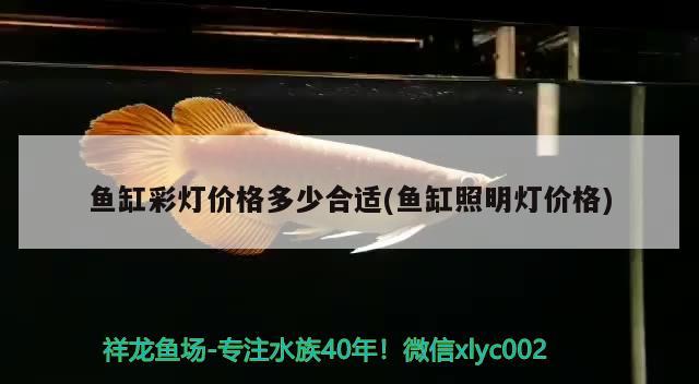 鱼缸彩灯价格多少合适(鱼缸照明灯价格) 过背金龙鱼