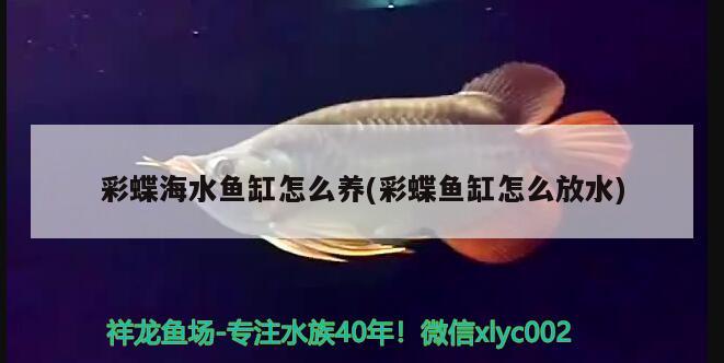 彩蝶海水鱼缸怎么养(彩蝶鱼缸怎么放水) 海水鱼