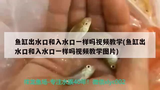 鱼缸出水口和入水口一样吗视频教学(鱼缸出水口和入水口一样吗视频教学图片) 观赏鱼百科