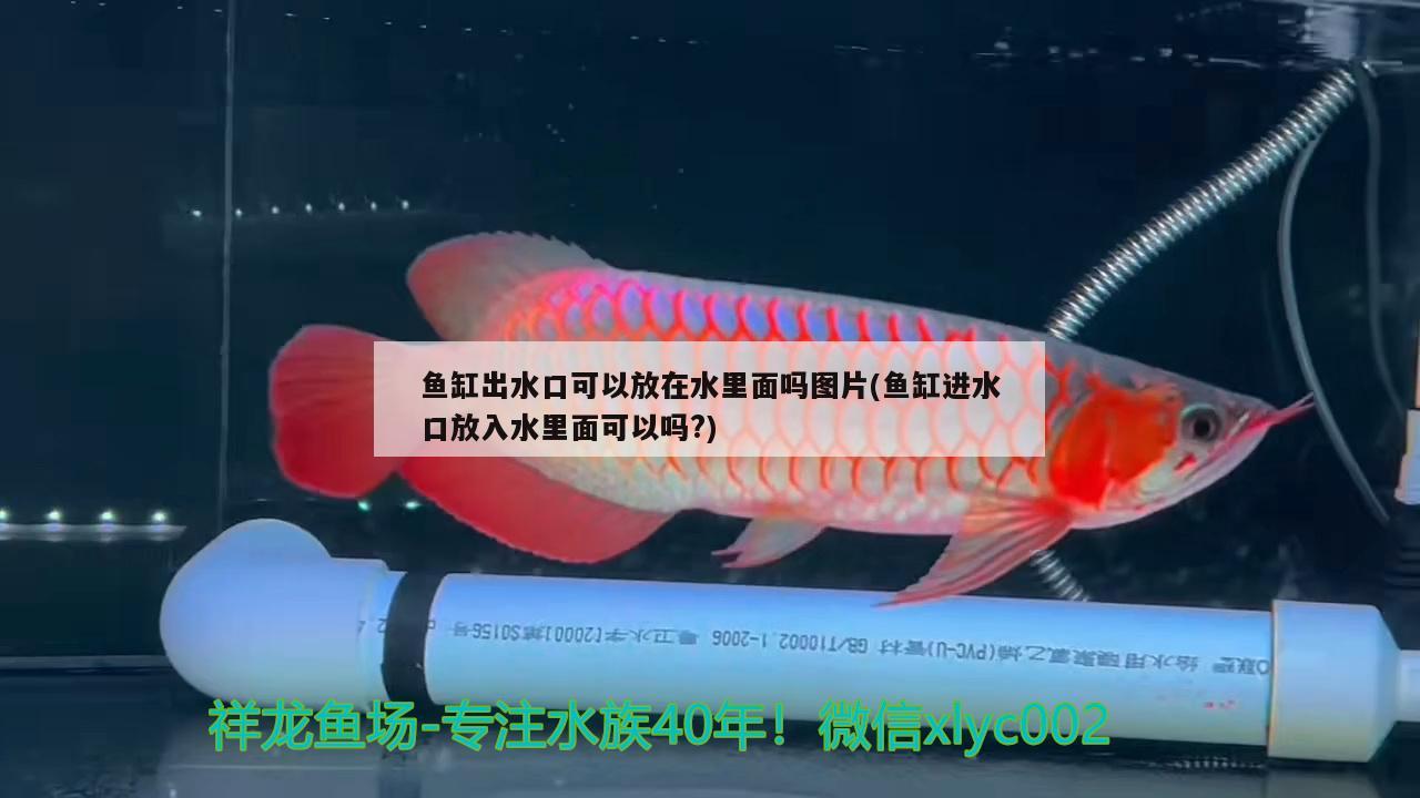 鱼缸出水口可以放在水里面吗图片(鱼缸进水口放入水里面可以吗?)