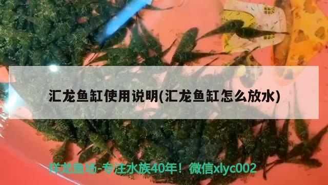 汇龙鱼缸使用说明(汇龙鱼缸怎么放水) 银龙鱼苗