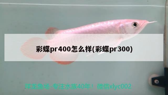 彩蝶pr400怎么样(彩蝶pr300) 黄吉金龙（白子金龙鱼）