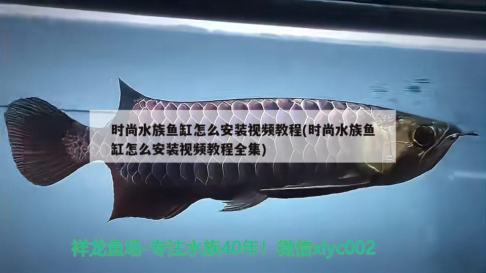 时尚水族鱼缸怎么安装视频教程(时尚水族鱼缸怎么安装视频教程全集) 白子银版鱼