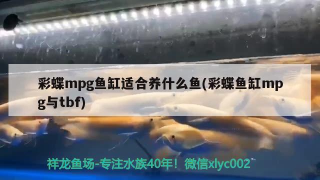 彩蝶mpg鱼缸适合养什么鱼(彩蝶鱼缸mpg与tbf) 广州龙鱼批发市场