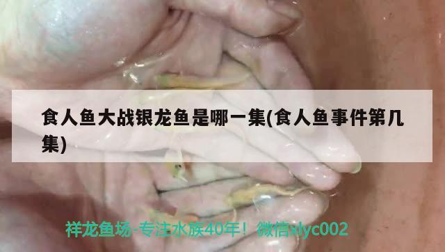 食人鱼大战银龙鱼是哪一集(食人鱼事件第几集) 食人鱼（水虎）