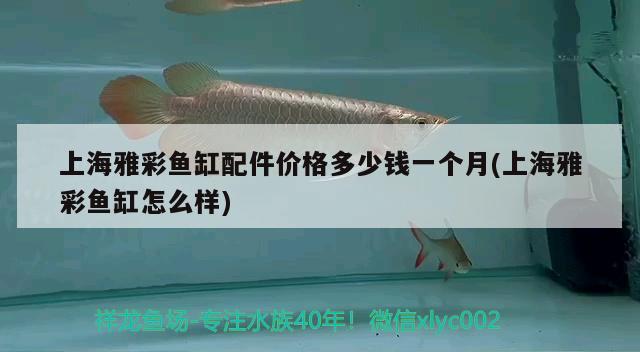 上海雅彩鱼缸配件价格多少钱一个月(上海雅彩鱼缸怎么样) 恐龙王鱼