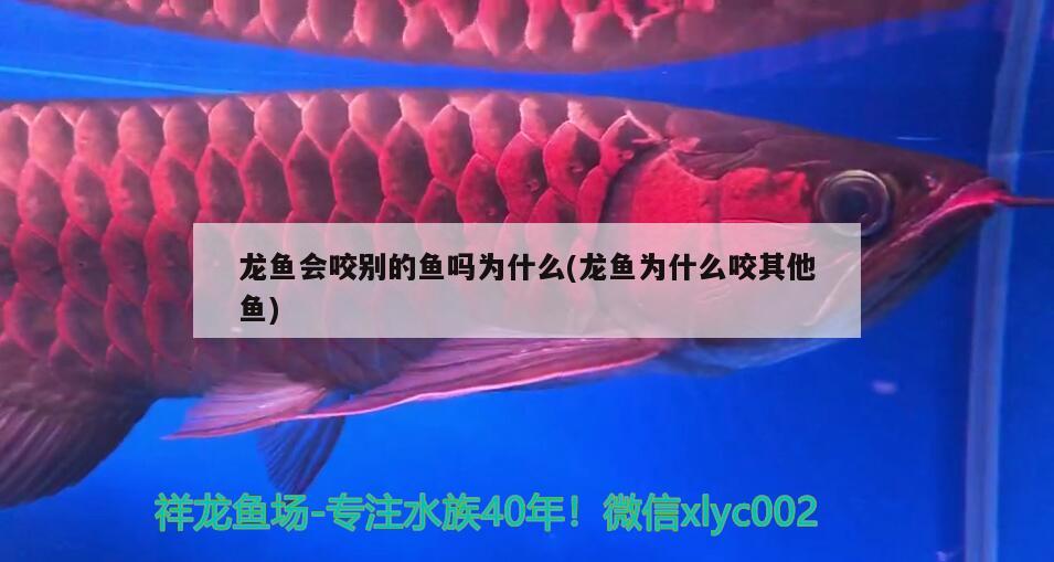 龙鱼会咬别的鱼吗为什么(龙鱼为什么咬其他鱼) 暹罗巨鲤