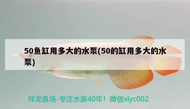 海南黄花梨紫红油梨 锦鲤池鱼池建设 第4张