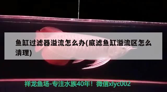 鱼缸过滤器溢流怎么办(底滤鱼缸溢流区怎么清理) 非洲象鼻鱼