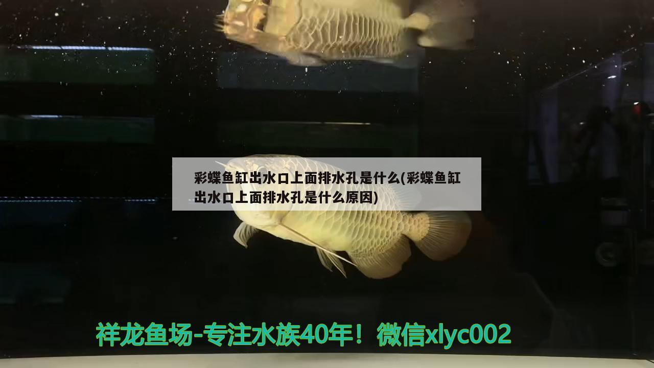 彩蝶鱼缸出水口上面排水孔是什么(彩蝶鱼缸出水口上面排水孔是什么原因)