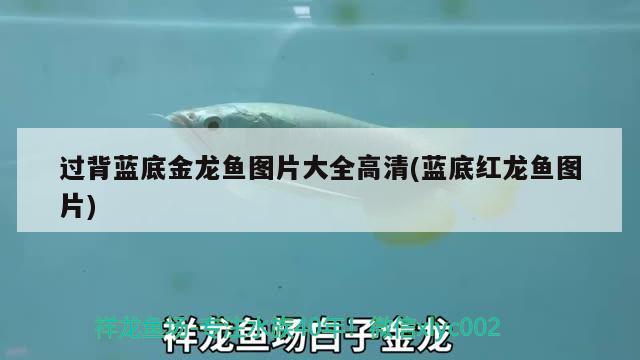 晋中市榆次区天玉水族鱼缸店 全国水族馆企业名录