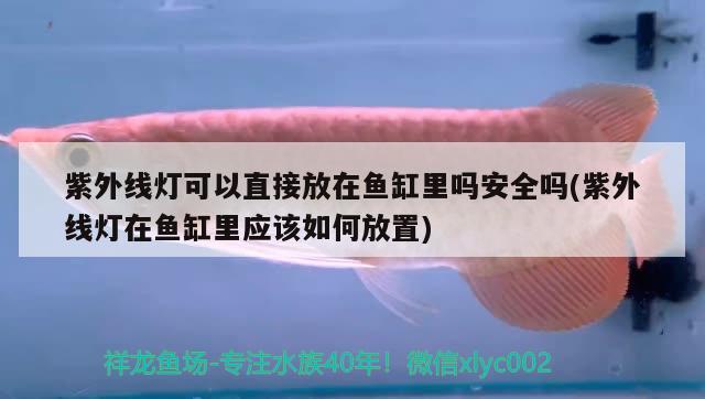 紫外线灯可以直接放在鱼缸里吗安全吗(紫外线灯在鱼缸里应该如何放置)