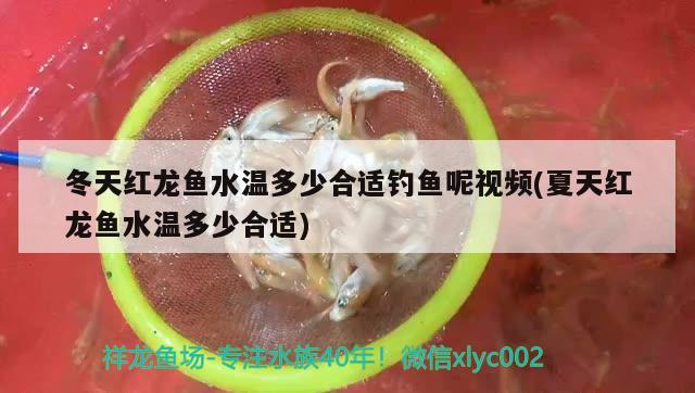 冬天红龙鱼水温多少合适钓鱼呢视频(夏天红龙鱼水温多少合适) 垂钓乐园