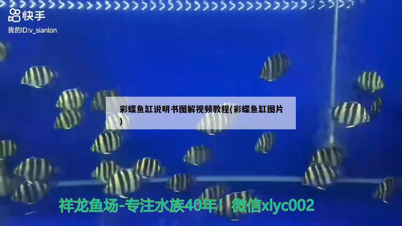 德州水族馆魟鱼一直在缸边腹部很红 古典过背金龙鱼 第2张