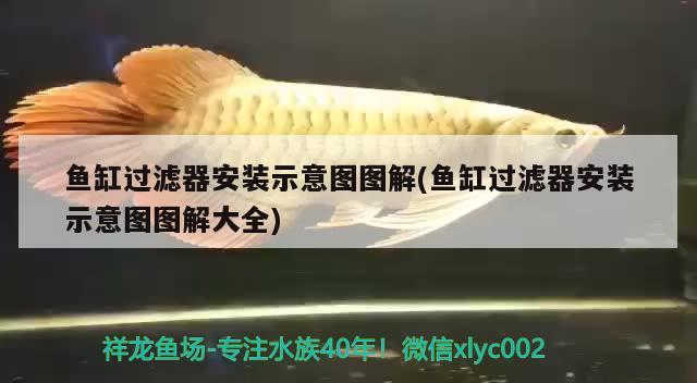 鱼缸加热器显示离水断电什么意思鱼缸加热器显示离水断电的原因，鱼缸加热器显示离水断电什么意思 印尼小红龙 第2张