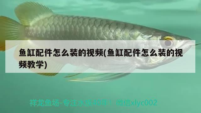 随州水族批发市场在哪里啊电话（随州水族批发市场在哪里啊电话多少） 养鱼知识 第2张