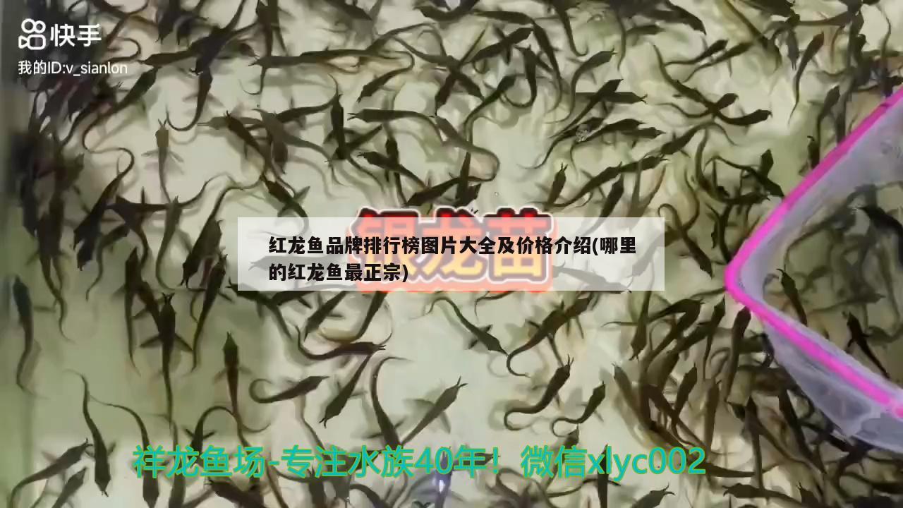 红龙鱼品牌排行榜图片大全及价格介绍(哪里的红龙鱼最正宗)