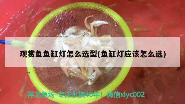 观赏鱼鱼缸灯怎么选型(鱼缸灯应该怎么选) 赤焰中国虎鱼