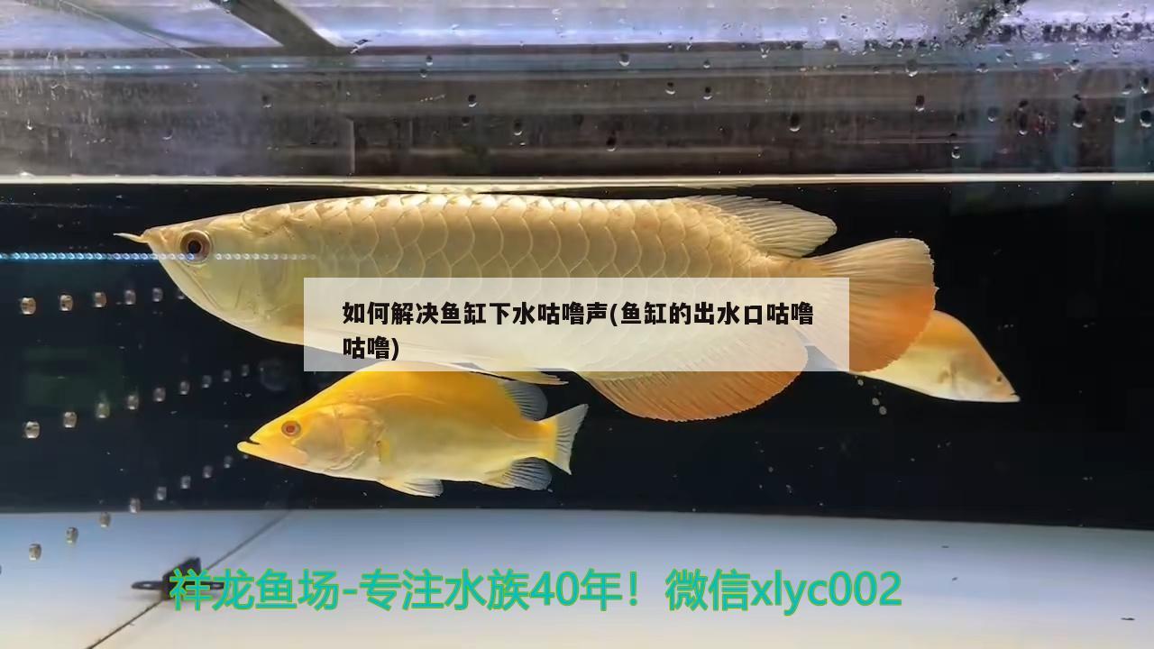 如何解决鱼缸下水咕噜声(鱼缸的出水口咕噜咕噜) 赤荔凤冠鱼