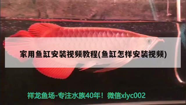 家用鱼缸安装视频教程(鱼缸怎样安装视频) 红龙专用鱼粮饲料