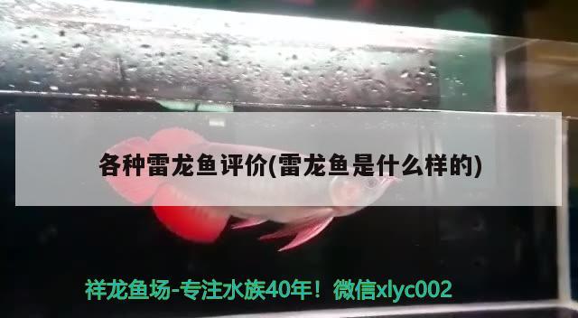 各种雷龙鱼评价(雷龙鱼是什么样的) 元宝凤凰鱼 第2张