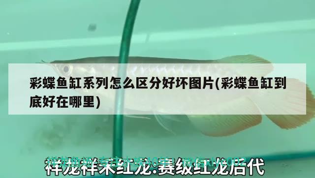 洛阳金龙鱼经销商电话：金龙鱼河南总代理电话 广州水族批发市场 第3张