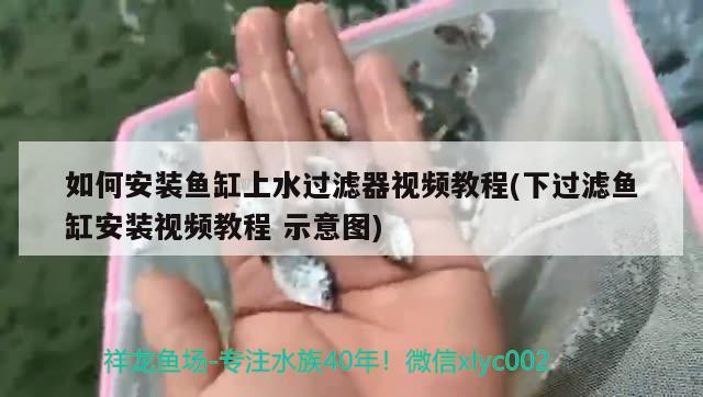 如何安装鱼缸上水过滤器视频教程(下过滤鱼缸安装视频教程示意图)