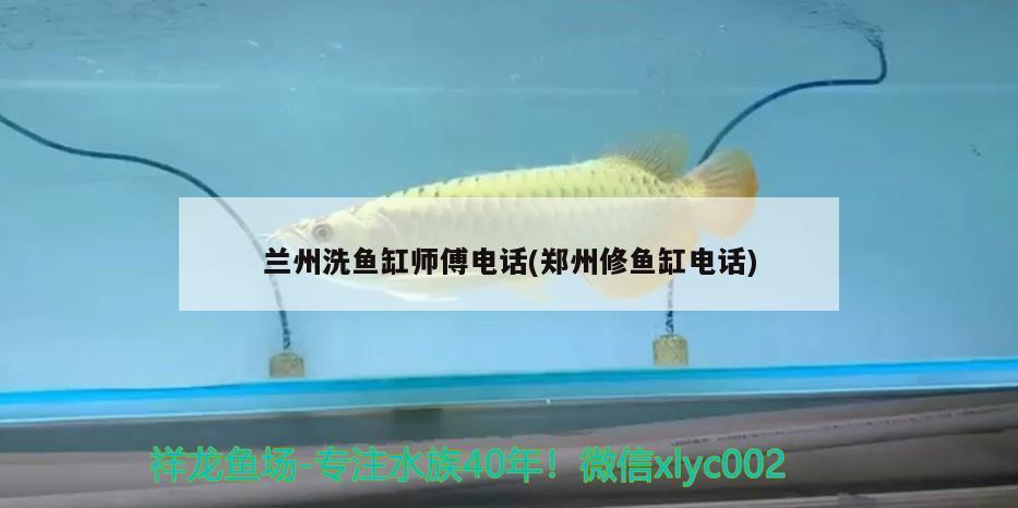 兰州洗鱼缸师傅电话(郑州修鱼缸电话) 广州水族批发市场