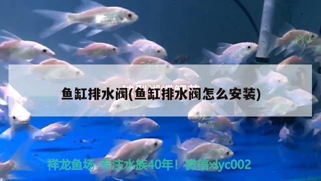 鱼缸排水阀(鱼缸排水阀怎么安装) 广州观赏鱼鱼苗批发市场