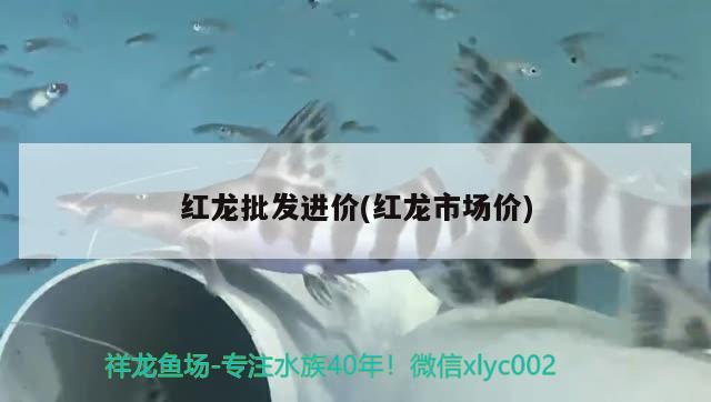 红龙批发进价(红龙市场价) 广州观赏鱼批发市场