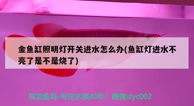 金鱼缸照明灯开关进水怎么办(鱼缸灯进水不亮了是不是烧了) 黄金眼镜蛇雷龙鱼