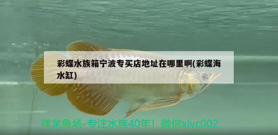 彩蝶水族箱宁波专买店地址在哪里啊(彩蝶海水缸) 鱼缸/水族箱