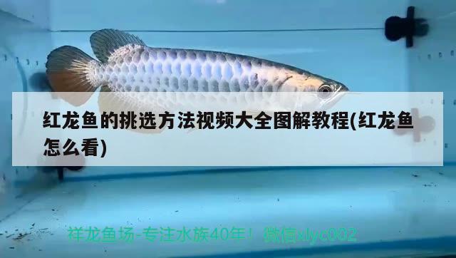 红龙鱼的挑选方法视频大全图解教程(红龙鱼怎么看) 巨骨舌鱼