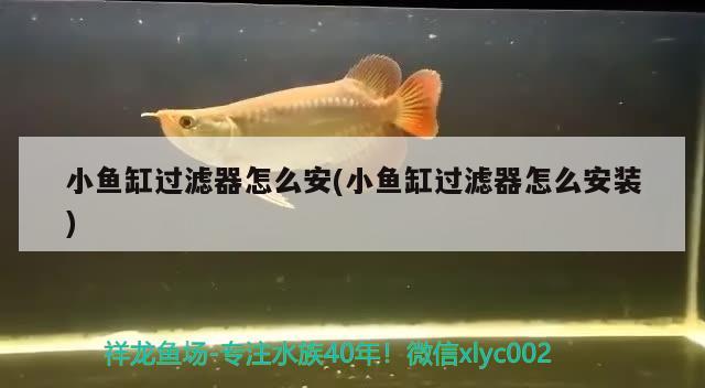 小鱼缸过滤器怎么安(小鱼缸过滤器怎么安装) 印尼小红龙