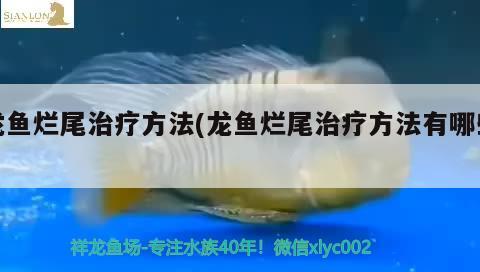 龙鱼烂尾治疗方法(龙鱼烂尾治疗方法有哪些) 锦鲤池鱼池建设