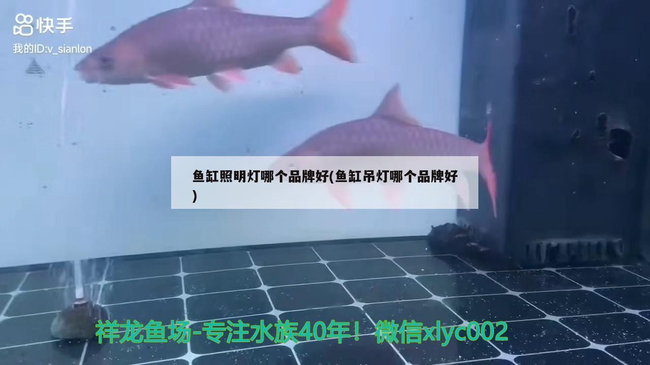 鱼缸照明灯哪个品牌好(鱼缸吊灯哪个品牌好) 狗仔（招财猫)鱼苗