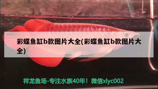 彩蝶鱼缸b款图片大全(彩蝶鱼缸b款图片大全) 印尼小红龙