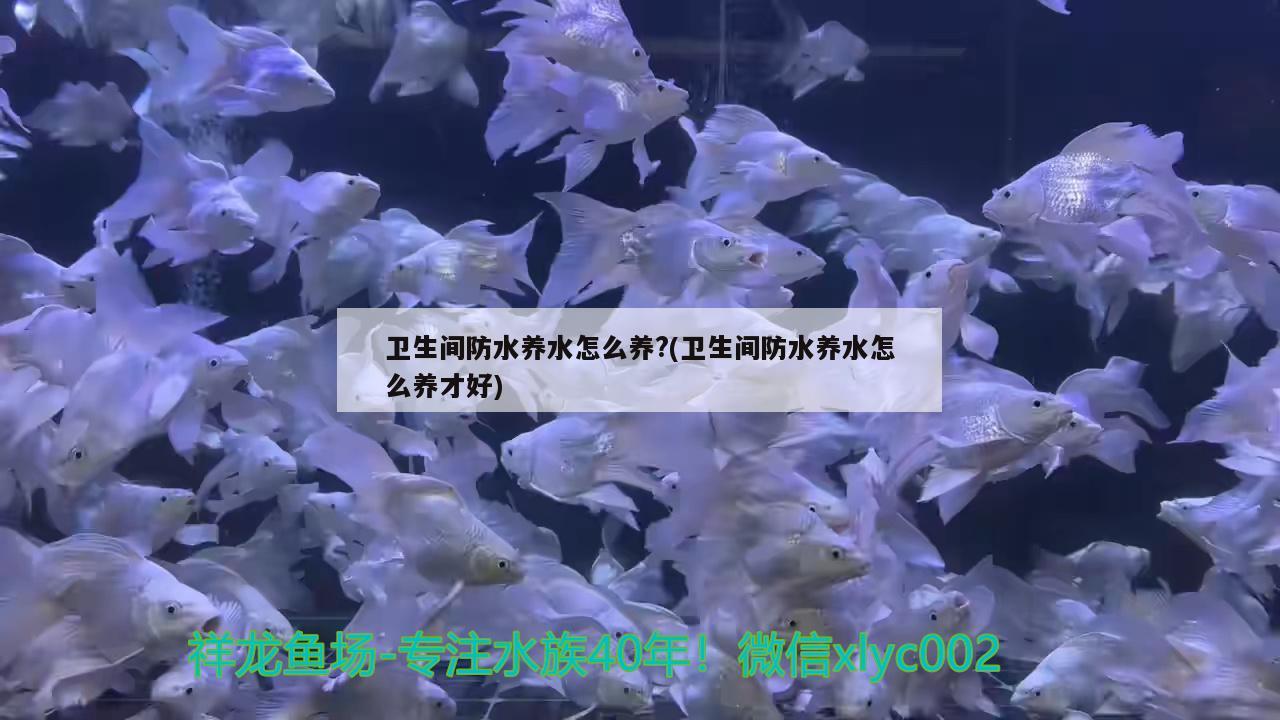 卫生间防水养水怎么养?(卫生间防水养水怎么养才好)