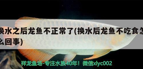 换水之后龙鱼不正常了(换水后龙鱼不吃食怎么回事) 名贵锦鲤鱼