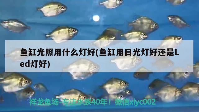 鱼缸光照用什么灯好(鱼缸用日光灯好还是Led灯好) 苏虎 第2张