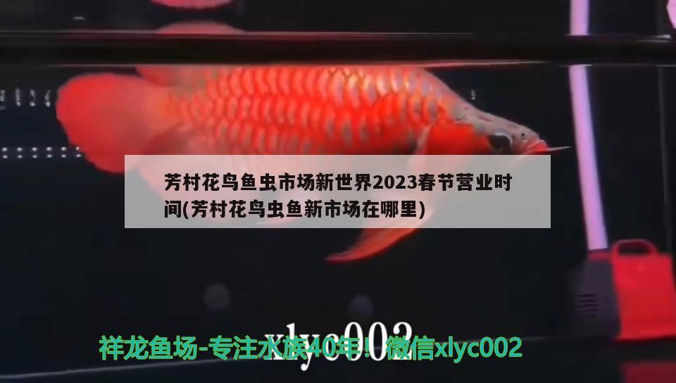 芳村花鸟鱼虫市场新世界2023春节营业时间(芳村花鸟虫鱼新市场在哪里)