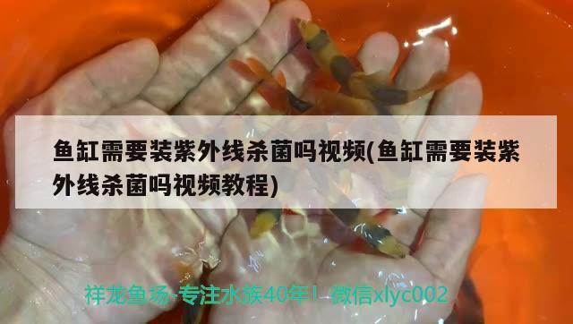 七彩鱼缸最佳尺寸是多少(七彩用多大鱼缸)