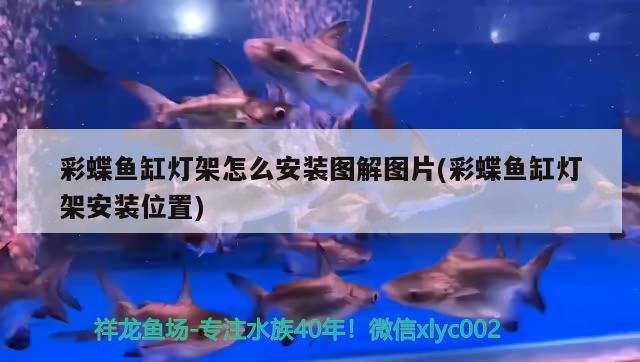 彩蝶鱼缸灯架怎么安装图解图片(彩蝶鱼缸灯架安装位置) 印尼四纹虎