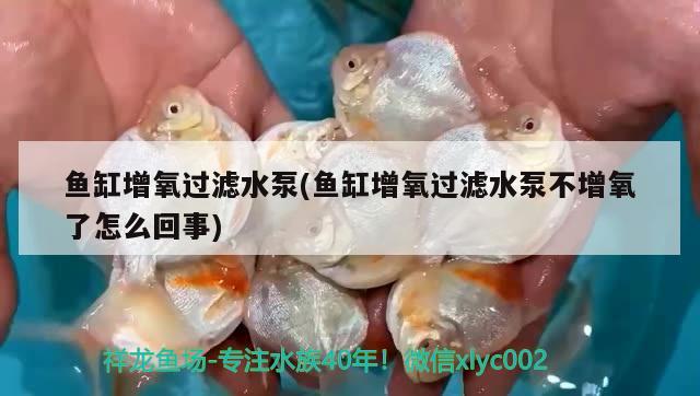 鱼缸增氧过滤水泵(鱼缸增氧过滤水泵不增氧了怎么回事) 生态瓶/创意缸/桌面微景缸