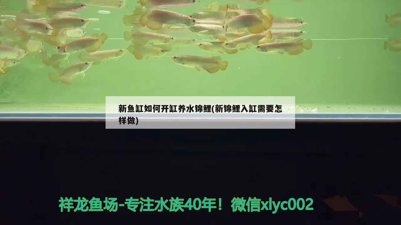 新鱼缸如何开缸养水锦鲤(新锦鲤入缸需要怎样做) 纯血皇冠黑白魟鱼