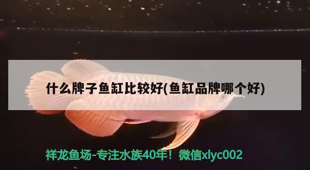 什么牌子鱼缸比较好(鱼缸品牌哪个好) 水族灯（鱼缸灯）